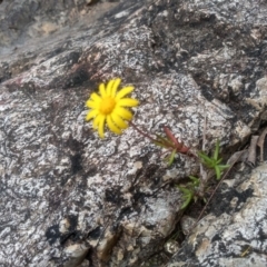 Senecio madagascariensis at Nethercote, NSW - 14 Jul 2023 02:38 PM