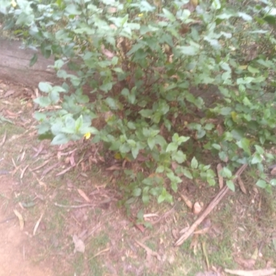 Goodenia ovata (Hop Goodenia) at Nullica State Forest - 14 Jul 2023 by mahargiani
