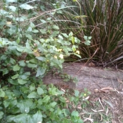 Goodenia ovata at Greigs Flat, NSW - 14 Jul 2023