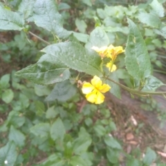 Goodenia ovata at Greigs Flat, NSW - 14 Jul 2023 02:55 PM