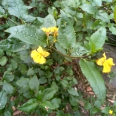 Goodenia ovata at Greigs Flat, NSW - 14 Jul 2023