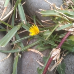 Taraxacum sp. (Dandelion) at Bournda National Park - 15 Jul 2023 by mahargiani