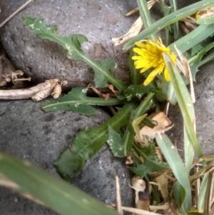 Taraxacum sp. at Tathra, NSW - 15 Jul 2023 11:04 AM