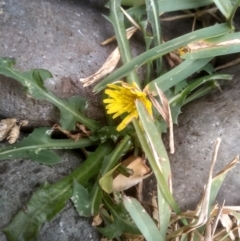 Taraxacum sp. at Tathra, NSW - 15 Jul 2023 11:04 AM