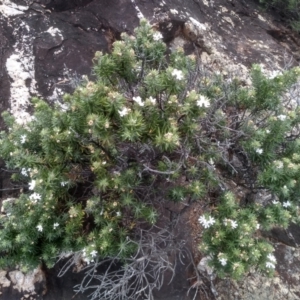 Westringia fruticosa at Tathra, NSW - 15 Jul 2023 11:35 AM