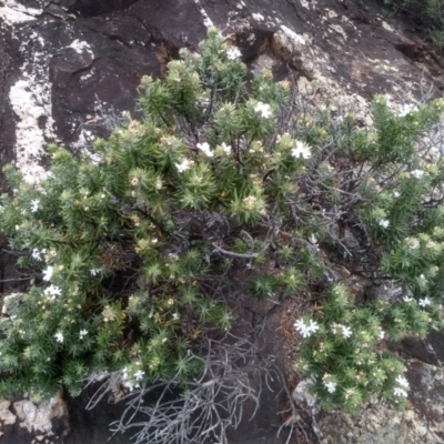 Westringia fruticosa (Native Rosemary) at Bournda National Park - 15 Jul 2023 by mahargiani