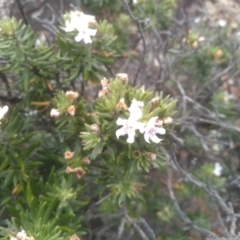 Westringia fruticosa at Tathra, NSW - 15 Jul 2023 11:35 AM