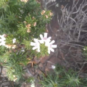 Westringia fruticosa at Tathra, NSW - 15 Jul 2023