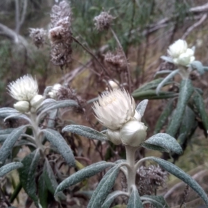 Coronidium elatum subsp. elatum at Tathra, NSW - 15 Jul 2023