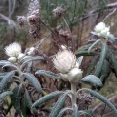 Coronidium elatum subsp. elatum (Tall Everlasting) at Tathra, NSW - 15 Jul 2023 by mahargiani