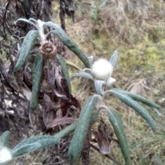 Coronidium elatum subsp. elatum at Tathra, NSW - 15 Jul 2023