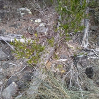 Beyeria lasiocarpa (Wallaby bush) at Bournda National Park - 15 Jul 2023 by mahargiani