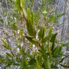 Beyeria lasiocarpa at Tathra, NSW - 15 Jul 2023