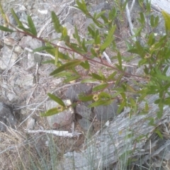 Beyeria lasiocarpa at Tathra, NSW - 15 Jul 2023