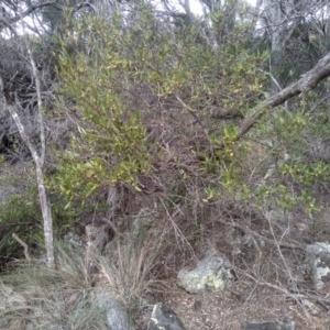 Beyeria lasiocarpa at Tathra, NSW - 15 Jul 2023