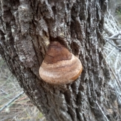 Ganoderma sp. at Bournda National Park - 15 Jul 2023 by mahargiani