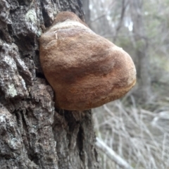 Phellinus sp. at Tathra, NSW - 15 Jul 2023 11:55 AM