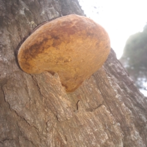 Phellinus sp. at Tathra, NSW - 15 Jul 2023 11:55 AM