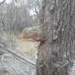 Phellinus sp. at Tathra, NSW - 15 Jul 2023 11:55 AM