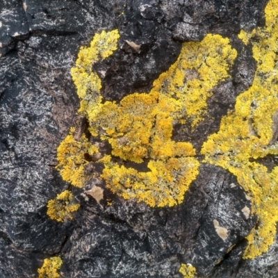 Unverified Lichen at Tathra, NSW - 15 Jul 2023 by mahargiani