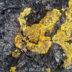 Unidentified Lichen at Bournda National Park - 15 Jul 2023 by mahargiani