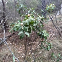 Pittosporum revolutum (Large-fruited Pittosporum) at Bournda National Park - 15 Jul 2023 by mahargiani
