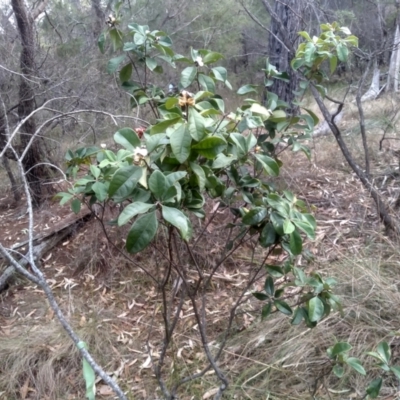 Pittosporum revolutum (Large-fruited Pittosporum) at Bournda National Park - 15 Jul 2023 by mahargiani