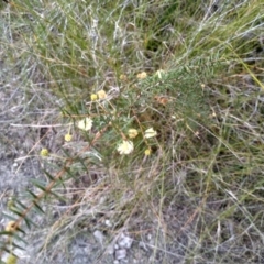 Acacia ulicifolia (Prickly Moses) at Bournda National Park - 15 Jul 2023 by mahargiani