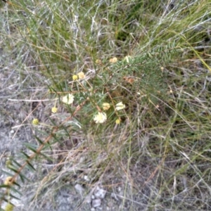 Acacia ulicifolia at Tathra, NSW - 15 Jul 2023