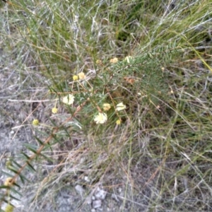 Acacia ulicifolia at Tathra, NSW - 15 Jul 2023 01:55 PM