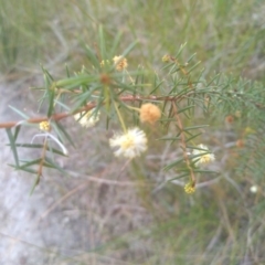 Acacia ulicifolia at Tathra, NSW - 15 Jul 2023