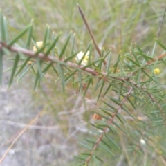 Acacia ulicifolia at Tathra, NSW - 15 Jul 2023