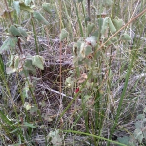 Correa reflexa at Tathra, NSW - 15 Jul 2023