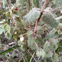 Correa reflexa at Tathra, NSW - 15 Jul 2023 01:55 PM