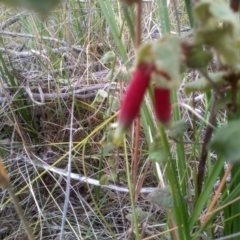 Correa reflexa at Tathra, NSW - 15 Jul 2023 01:55 PM