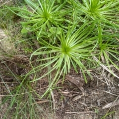 Cyperus eragrostis at Tathra, NSW - 15 Jul 2023 by mahargiani