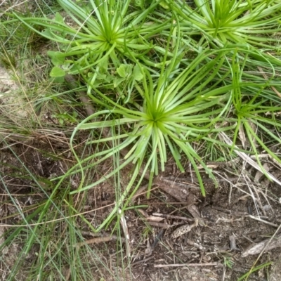 Cyperus eragrostis at Tathra, NSW - 15 Jul 2023 by mahargiani