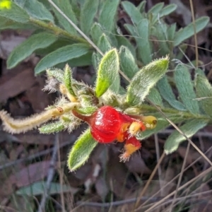 Grevillea alpina at Acton, ACT - 16 Jul 2023