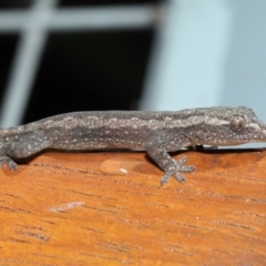 Hemidactylus frenatus (Asian House Gecko) at Capalaba, QLD - 5 Jul 2023 by TimL