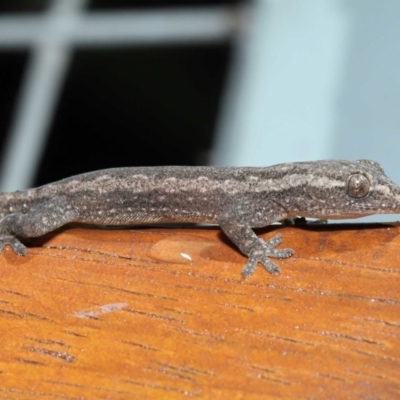 Hemidactylus frenatus at Capalaba, QLD - 4 Jul 2023 by TimL