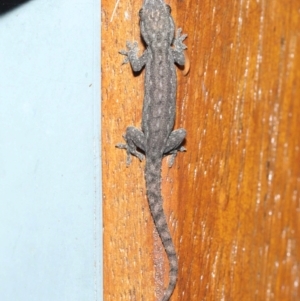 Hemidactylus frenatus at Capalaba, QLD - 5 Jul 2023 09:31 AM