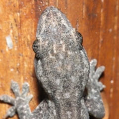 Hemidactylus frenatus at Capalaba, QLD - 5 Jul 2023 09:31 AM