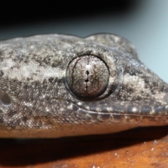 Hemidactylus frenatus at Capalaba, QLD - 4 Jul 2023 by TimL
