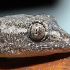 Hemidactylus frenatus (Asian House Gecko) at Capalaba, QLD - 5 Jul 2023 by TimL