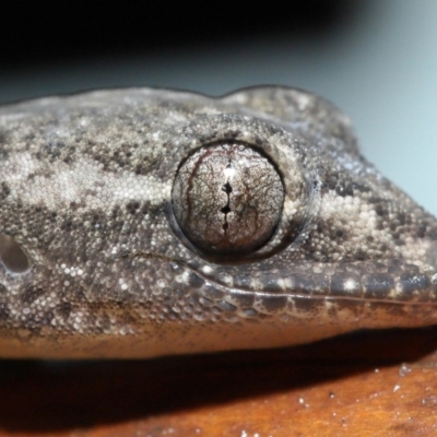 Hemidactylus frenatus at Capalaba, QLD - 4 Jul 2023 by TimL