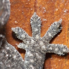 Hemidactylus frenatus at Capalaba, QLD - 5 Jul 2023 09:36 AM