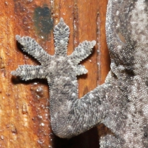 Hemidactylus frenatus at Capalaba, QLD - 5 Jul 2023 09:36 AM