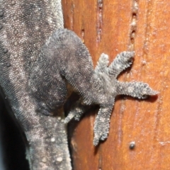 Hemidactylus frenatus at Capalaba, QLD - 5 Jul 2023 09:36 AM