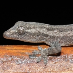 Hemidactylus frenatus at Capalaba, QLD - 5 Jul 2023 09:36 AM
