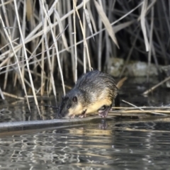 Hydromys chrysogaster (Rakali or Water Rat) at Fyshwick, ACT - 19 Jul 2022 by davidcunninghamwildlife
